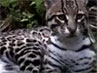Vid_thmb_belize